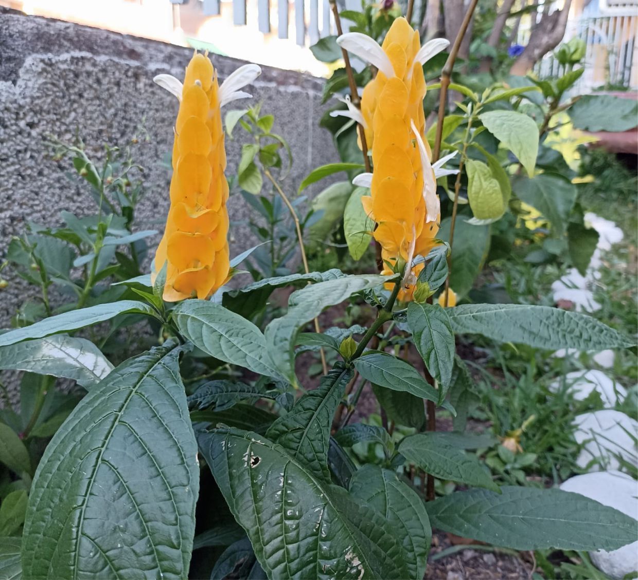 Camarón (Foto Ecojardin G&V)