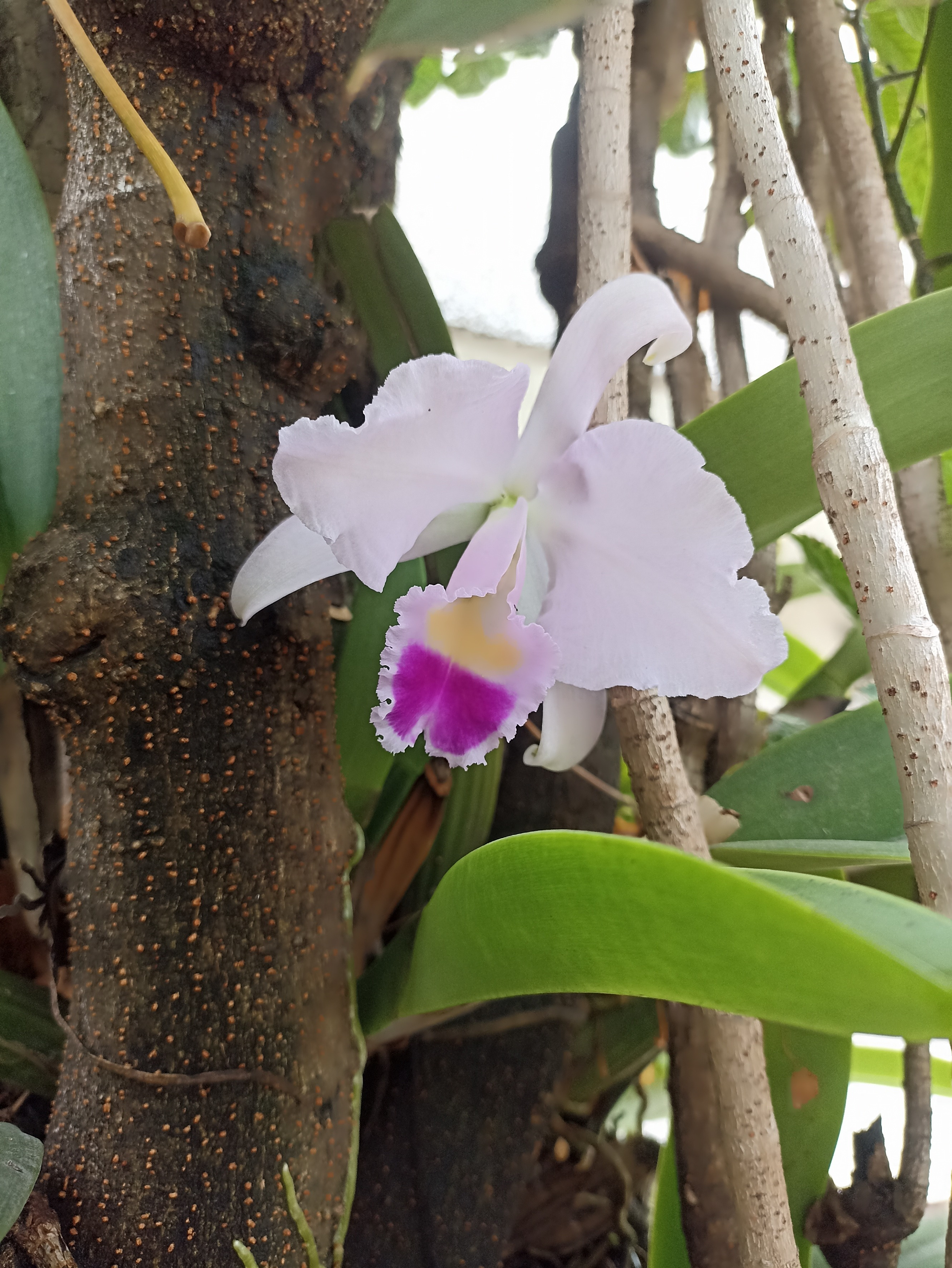 Cattleya